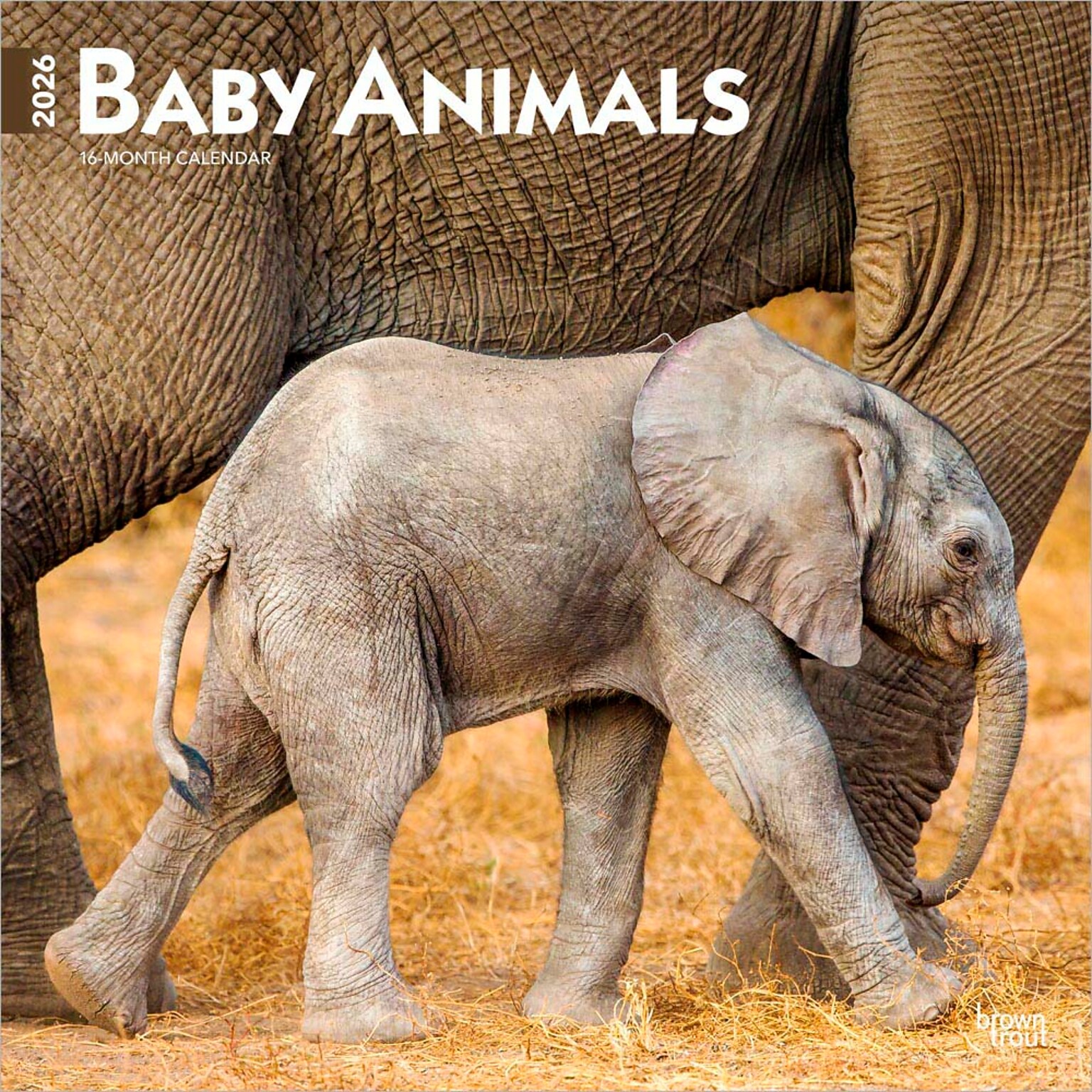 2026 BrownTrout Baby Animals 12 x 12 Monthly Wall Calendar (9798330702244)