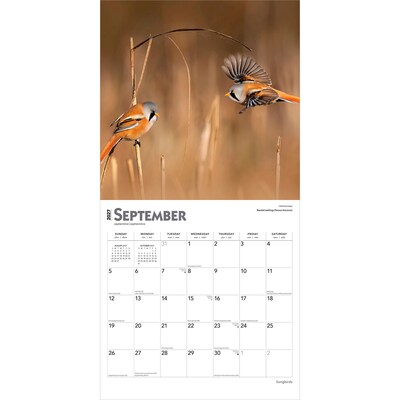 2027 BrownTrout Songbirds 12" x 12" Monthly Wall Calendar (9798330712113)