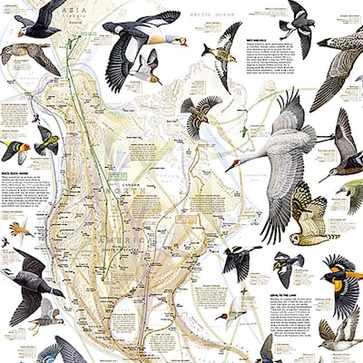 National Geographic Bird Migration, Western Hemisphere Map, Laminated, 20.25" x 31.25" (NGMRE01020306)