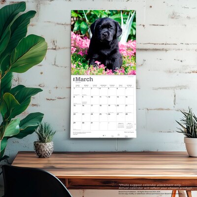 2026 BrownTrout Black Labrador Retriever Puppies 12" x 12" Monthly Wall Calendar (9798330704194)
