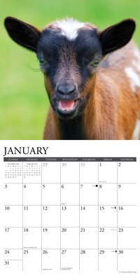 2027 Willow Creek Baby Goats 12" x 12" Monthly Wall Calendar, Assorted Colors (58961)