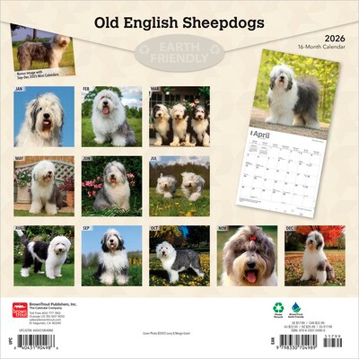 2026 BrownTrout Old English Sheepdogs 12 x 12 Monthly Wall Calendar (9798330704989)