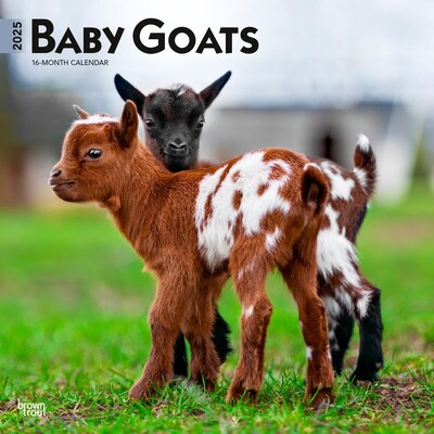 2025 BrownTrout Baby Goats 12 x 12 Monthly Wall Calendar (9781975476571)