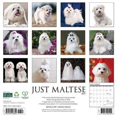 2025 Willow Creek Just Maltese 12 x 12 Monthly Wall Calendar (43844)