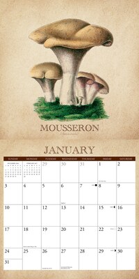 2027 Willow Creek Art of the Mushroom 12" x 12" Monthly Wall Calendar, Assorted Colors (58848)
