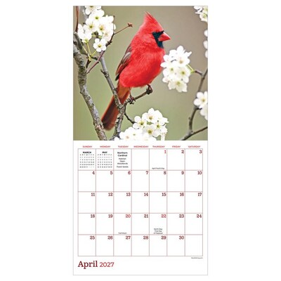 2027 TF Publishing Backyard Birds 7 x 7 Monthly Wall Calendar, Multicolored (27-2013)