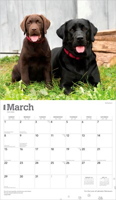 2026 BrownTrout For the Love of Labrador Retrievers 14" x 12" Monthly Wall Calendar (9798330707164)