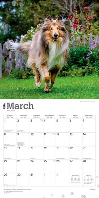 2026 BrownTrout Collies 12" x 12" Monthly Wall Calendar (9798330702985)