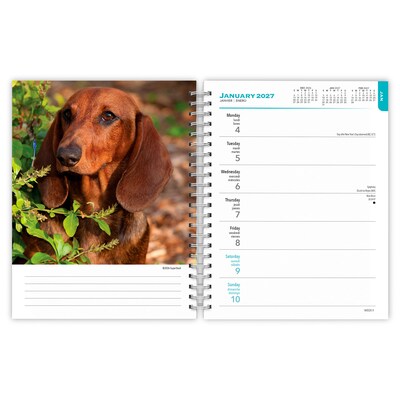 2027 BrownTrout Dachshunds 6.5" x 7.8" Calendar Year Weekly Standard Planner, Multicolor (9798330709489)