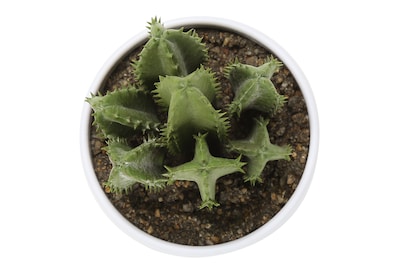 Monarch Specialties Inc. 6" Artificial Succulent Plant in Pot, 3/Set (I 9555)