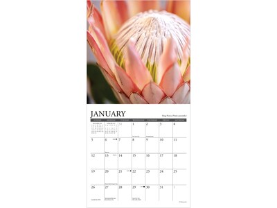 2025 Willow Creek Flowers 7" x 7" Monthly Wall Calendar (45770)