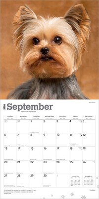 2026 BrownTrout Yorkshire Terriers 12" x 12" Monthly Wall Calendar (9798330706464)