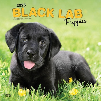 2025 BrownTrout Black Labrador Retriever Puppies 12 x 12 Monthly Wall Calendar (9781975477318)