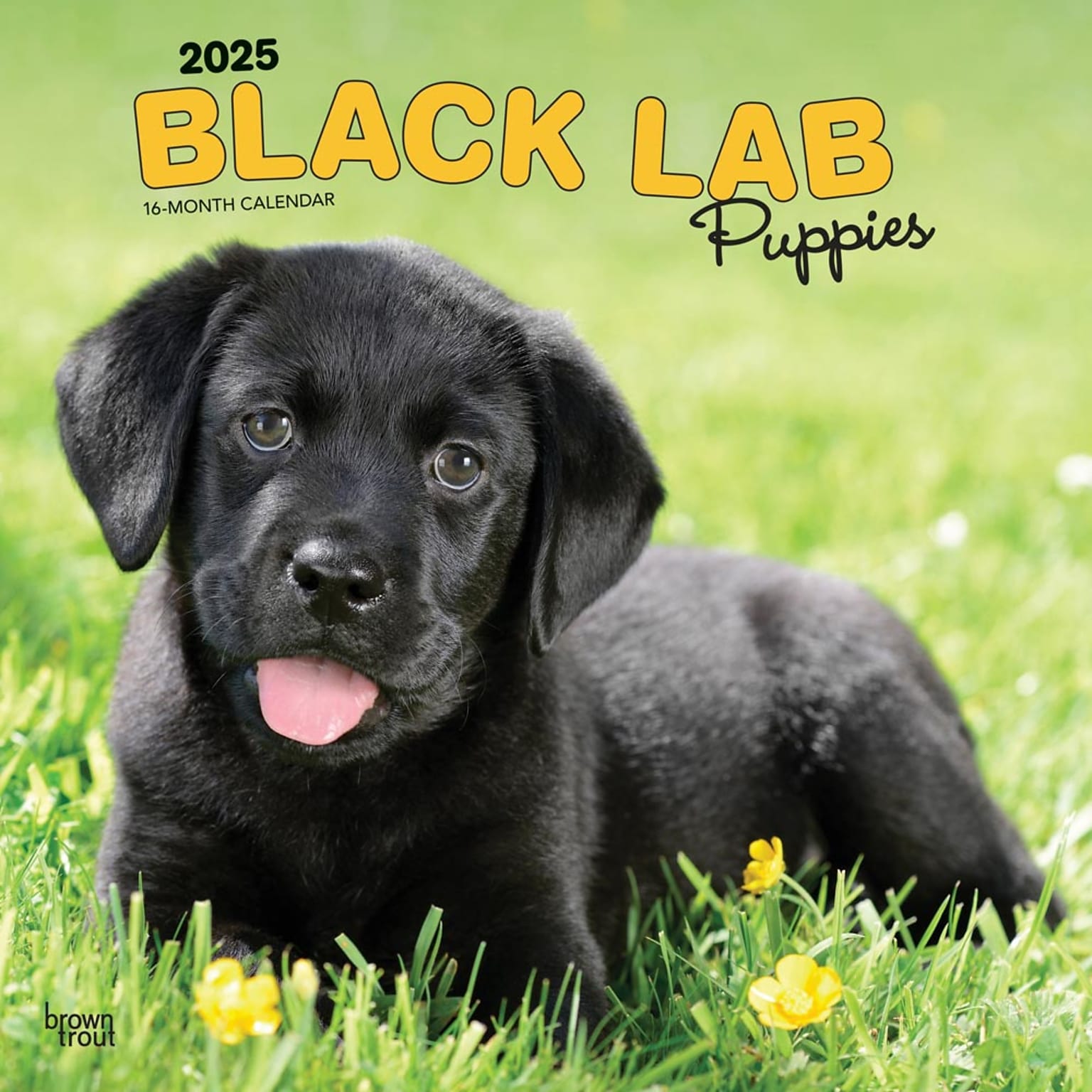 2025 BrownTrout Black Labrador Retriever Puppies 12 x 12 Monthly Wall Calendar (9781975477318)