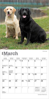 2026 BrownTrout Labrador Retrievers 7" x 7" Monthly Wall Calendar (9798330704217)