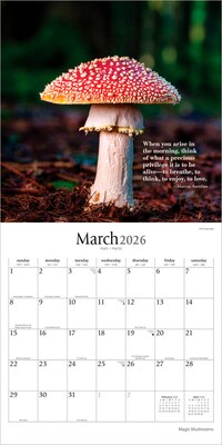 2026 Brush Dance Magic Mushrooms 12" x 12" Monthly Wall Calendar (9798330706570)