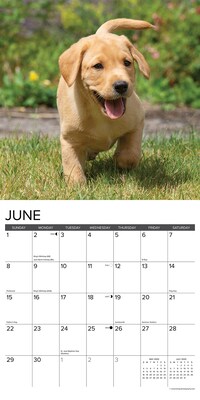 2025 Willow Creek Just Yellow Lab Puppies 12" x 12" Monthly Wall Calendar (45527)