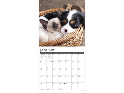 2025 Willow Creek Cats & Dogs 12" x 12" Monthly Wall Calendar (42243)