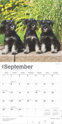 2025 BrownTrout Schnauzer Puppies 12" x 12" Monthly  Wall Calendar (9781975475666)