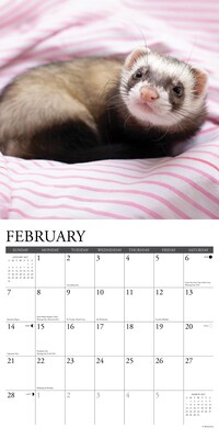 2027 Willow Creek Ferrets  12" x 12" Monthly Wall Calendar (60230)