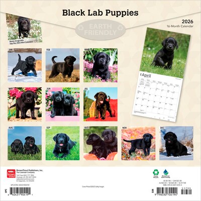 2026 BrownTrout Black Labrador Retriever Puppies 12 x 12 Monthly Wall Calendar (9798330704194)