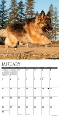 2027 Willow Creek German Shepherds 12" x 12" Monthly Wall Calendar, Assorted Colors (60377)