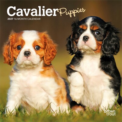 2027 BrownTrout Cavalier King Charles Spaniel Puppies 7 x 7 Monthly Wall Calendar, Assorted Colors (9798330709953)
