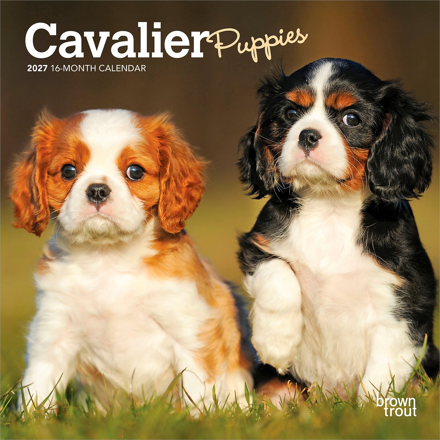 2027 BrownTrout Cavalier King Charles Spaniel Puppies 7 x 7 Monthly Wall Calendar, Assorted Colors (9798330709953)