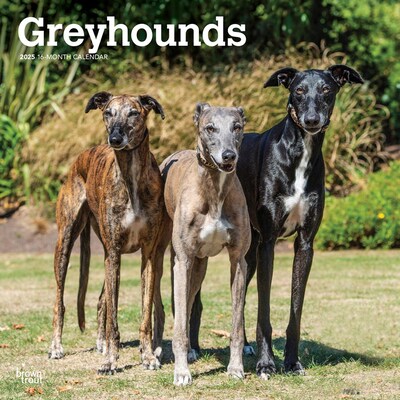2025 BrownTrout Greyhounds 12 x 12 Monthly Wall Calendar (9781975477127)
