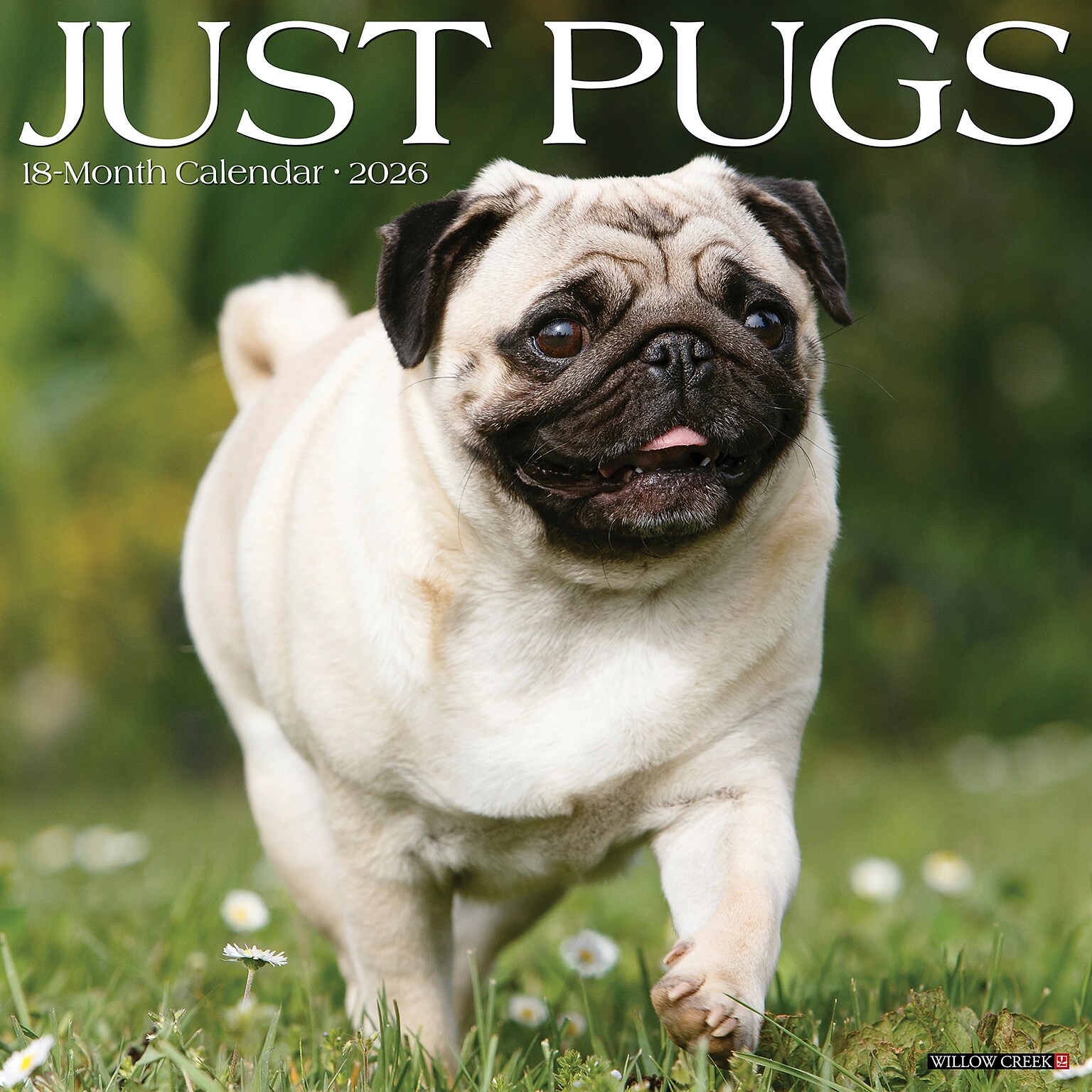 2026 Willow Creek Pugs 12 x 12 Monthly Wall Calendar (52501)