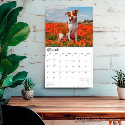 2026 BrownTrout American Pit Bull Terriers 14" x 12" Monthly Wall Calendar (9798330707867)