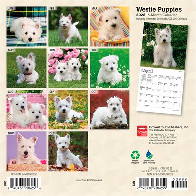 2026 BrownTrout West Highland White Terrier Puppies 7 x 7 Monthly Wall Calendar (9798330706259)