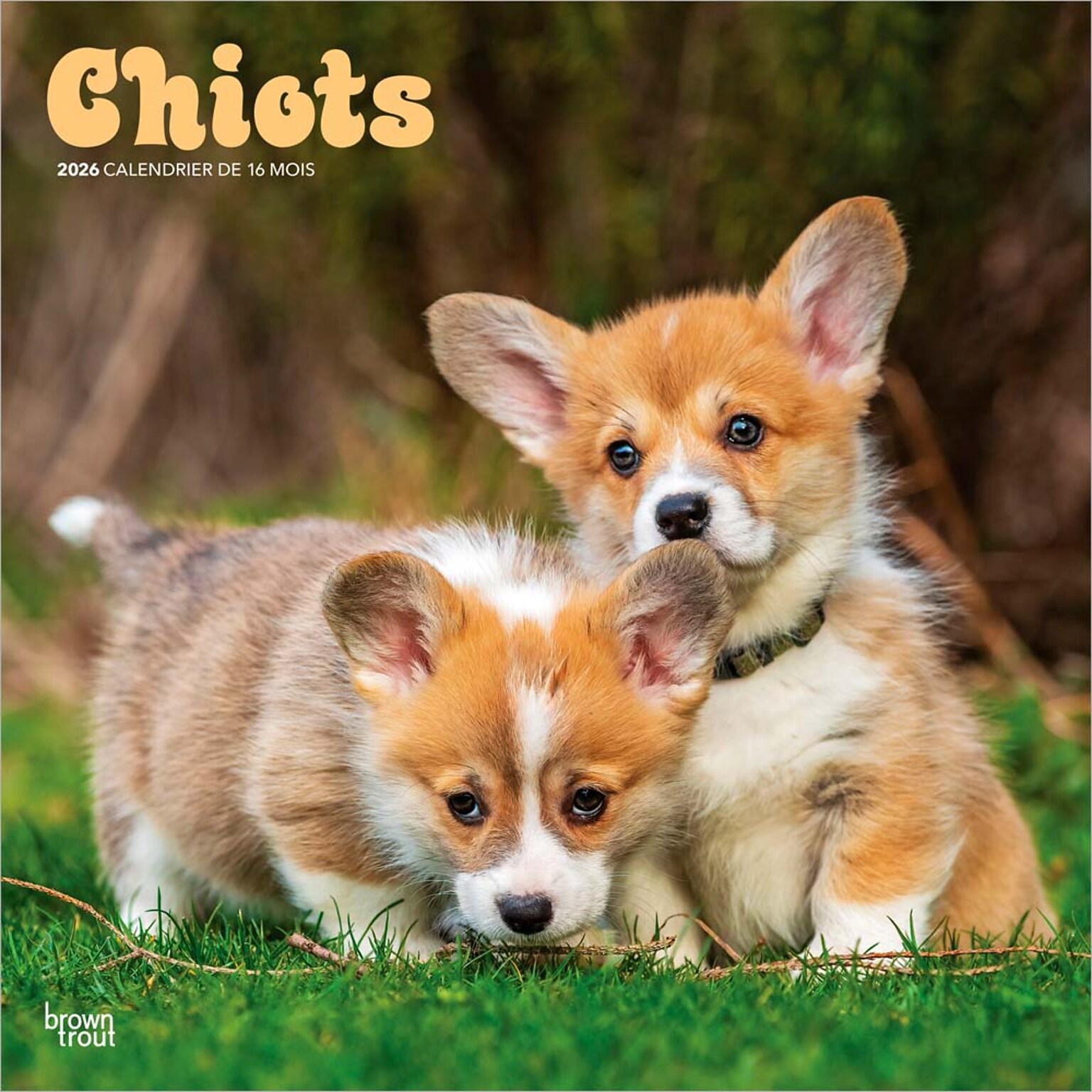 2026 BrownTrout Chiots 12 x 12 Monthly Wall Calendar (9798330707386)