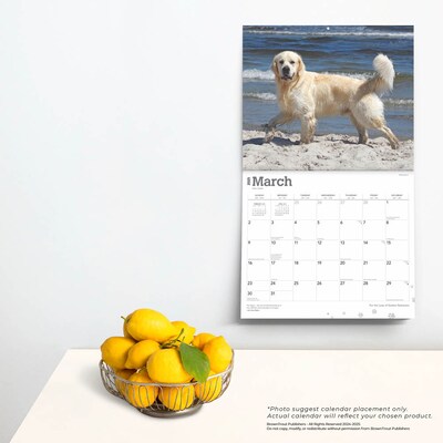 2025 BrownTrout For the Love of Golden Retrievers 7" x 12" Monthly  Wall Calendar (9781975473044)