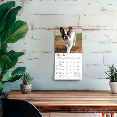 2027 BrownTrout French Bulldogs 7" x 7" Monthly Wall Calendar, Assorted Colors (9798330709991)