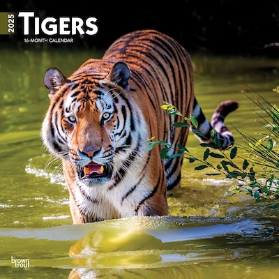 2025 BrownTrout Tigers 12 x 12 Monthly Square Wall Calendar (9781975475819)