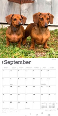 2026 BrownTrout Miniature Dachshunds 12" x 12" Monthly Wall Calendar (9798330703135)