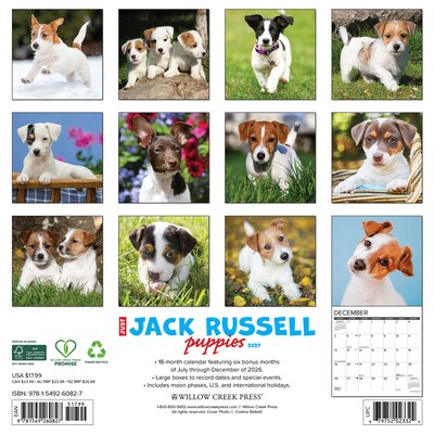 2027 Willow Creek Jack Russell Puppies 12 x 12 Monthly Wall Calendar (60827)