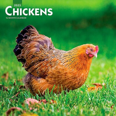 2023 BrownTrout Chickens 12 x 12 Monthly Wall Calendar (9781975449001)