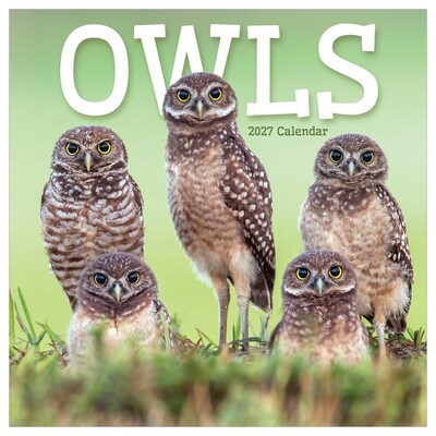 2027 TF Publishing Owls 11 x 12 Monthly Wall Calendar, Multicolored (27-1044)