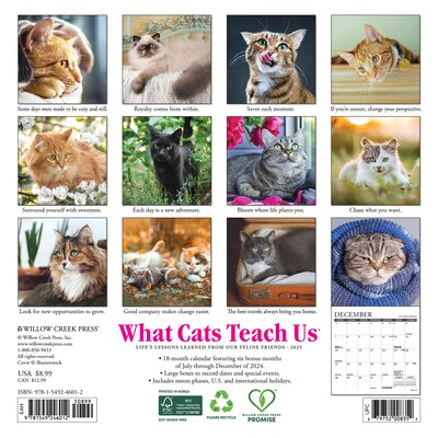 2025 Willow Creek What Cats Teach Us 7 x 7 Monthly Wall Calendar  (46012)