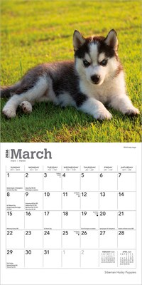 2026 BrownTrout Siberian Husky Puppies 7" x 7" Monthly Wall Calendar (9798330705597)