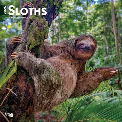 2025 BrownTrout Sloths 12 x 12 Monthly Square Wall Calendar (9781975475703)