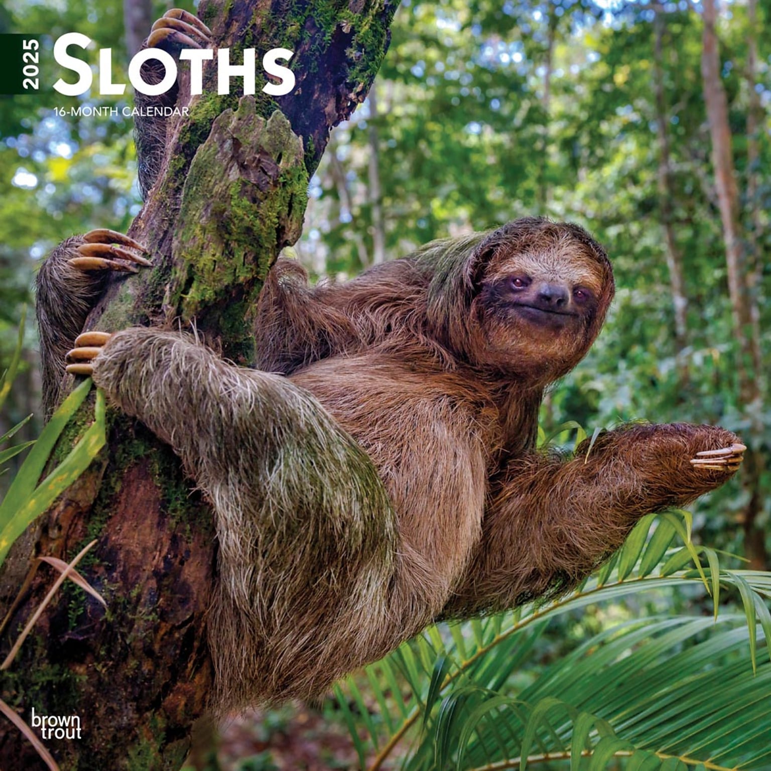 2025 BrownTrout Sloths 12 x 12 Monthly Square Wall Calendar (9781975475703)