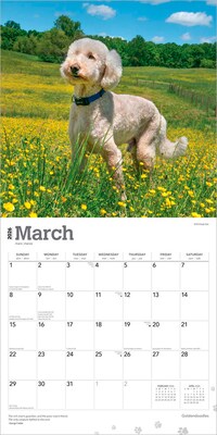 2026 BrownTrout Goldendoodles 12" x 12" Monthly Wall Calendar (9798330703500)