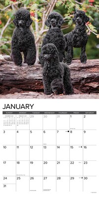 2027 Willow Creek Poodles 12" x 12" Monthly Wall Calendar, Assorted Colors (62647)