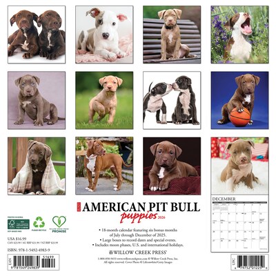 2026 Willow Creek American Pit Bull Terrier Puppies 12 x 12 Monthly Wall Calendar (49839)
