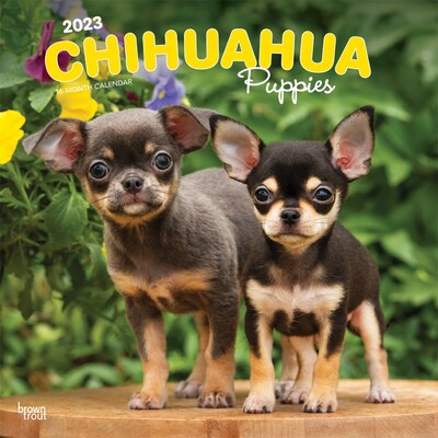 2023 BrownTrout Chihuahua Puppies 12 x 12 Monthly Wall Calendar (9781975455002)