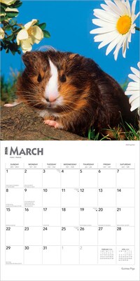 2026 BrownTrout Guinea Pigs 12" x 12" Monthly Wall Calendar (9798330703579)
