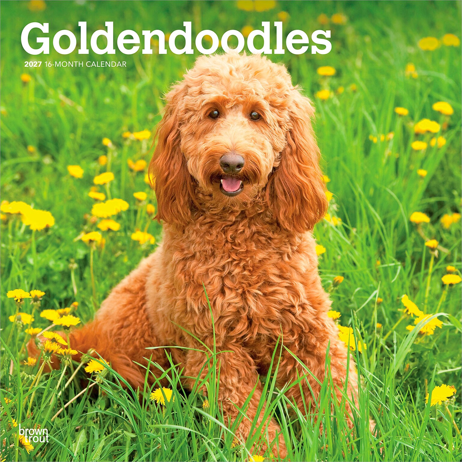 2027 BrownTrout Goldendoodles 12 x 12 Monthly Wall Calendar (9798330712489)